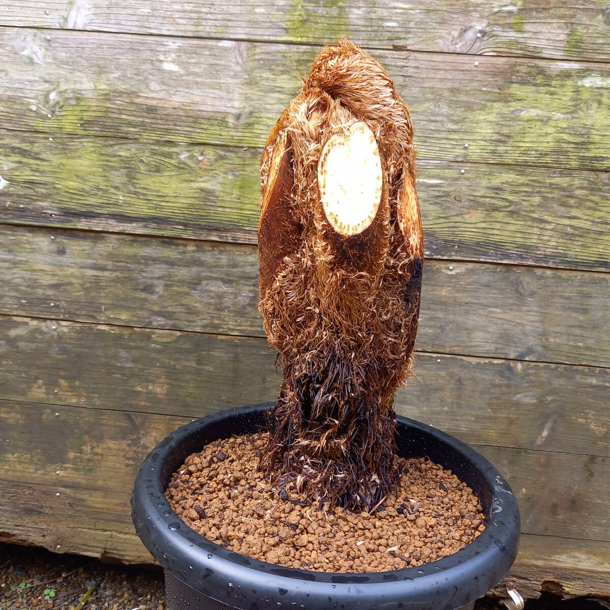 観葉植物　ヒカゲヘゴ新芽　7号鉢植　サイズ　W-35・D-35・H-70㎝　未使用 おしゃれ 観葉植物 シダ植物 ヒカゲヘゴ：ヘゴシダ*7号プラポット 大型