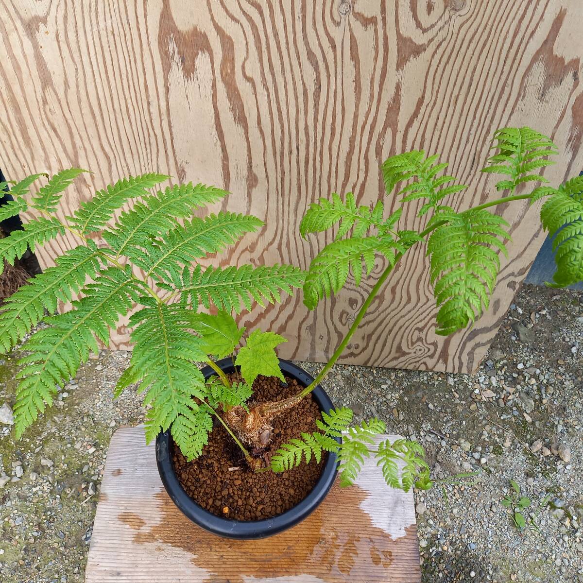 観葉植物 ヒカゲヘゴ新芽 8号鉢植 サイズ W-70・D-40・H-70㎝ 未使用の画像3
