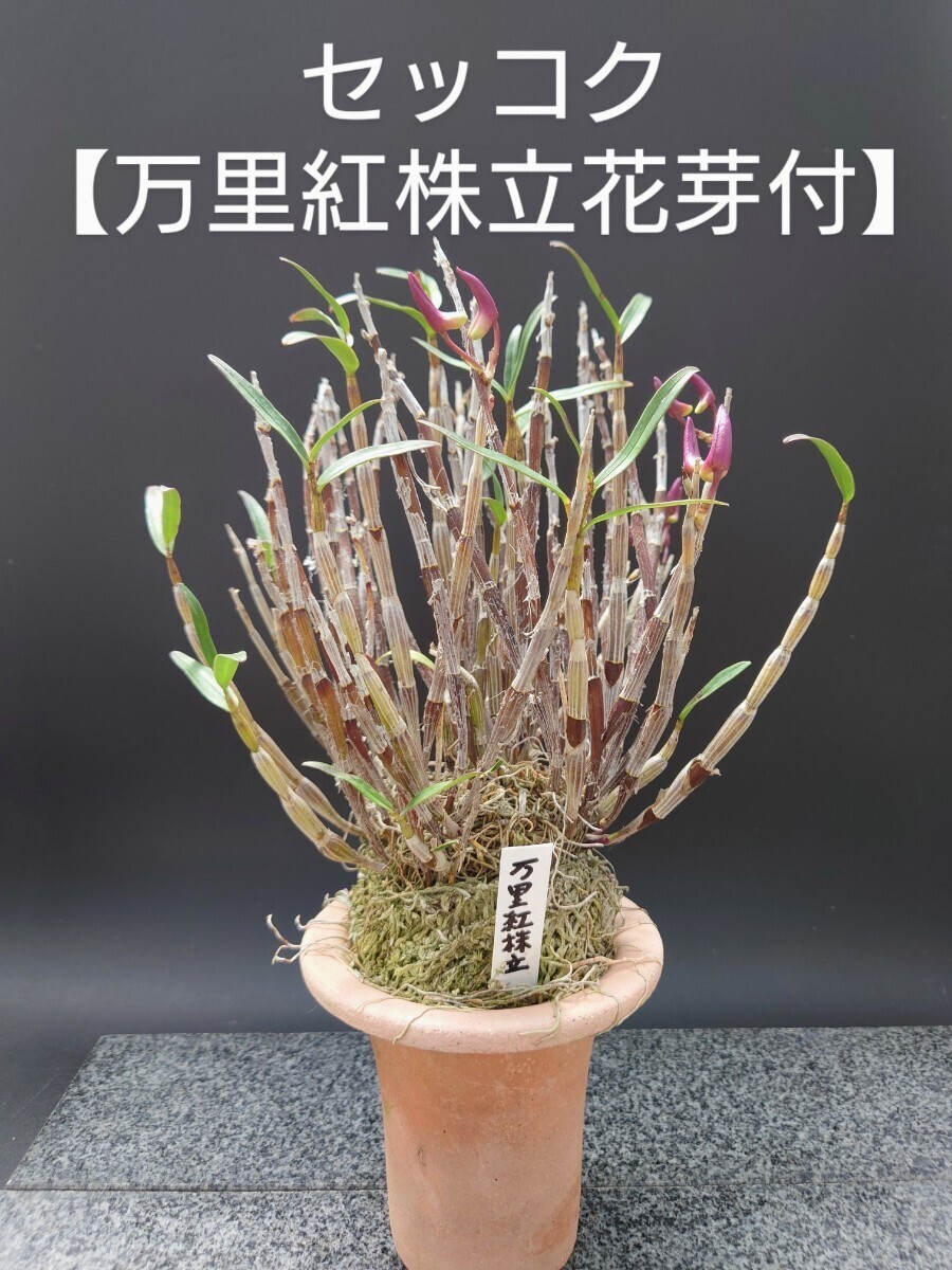 Yahoo!オークション - セッコク【万里紅株立】花芽付 長生蘭 Yahoo!オークション - セッコク【万里紅株立】花芽付 長生蘭