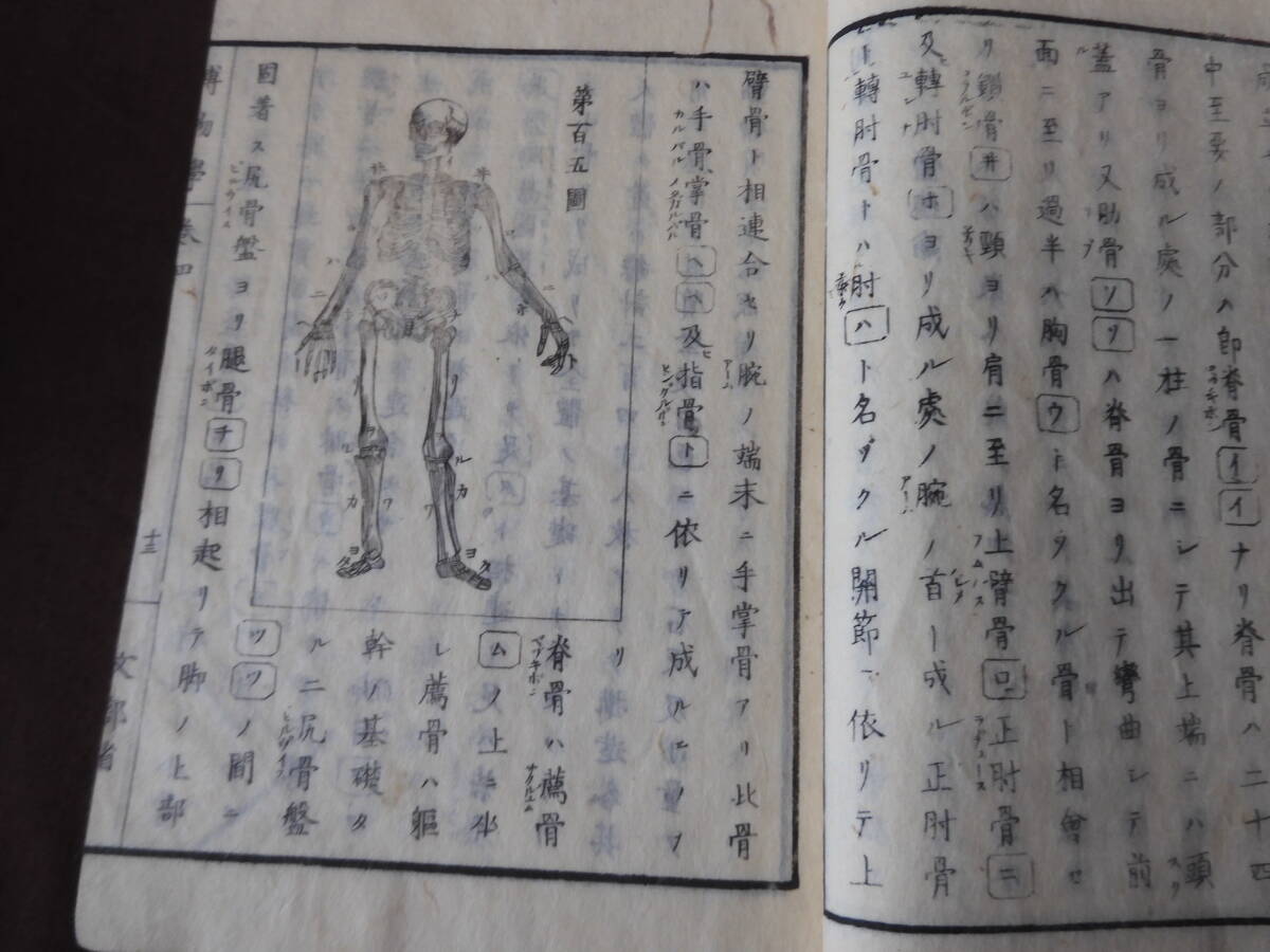 【椿】明治9年【具氏博物学 巻之四】人類種 医学 解剖 内臓 生物 須川賢久 北瓜有郷図 文部省 中村熊次郎小町屋時代物歴史資料和本古書★48の画像7