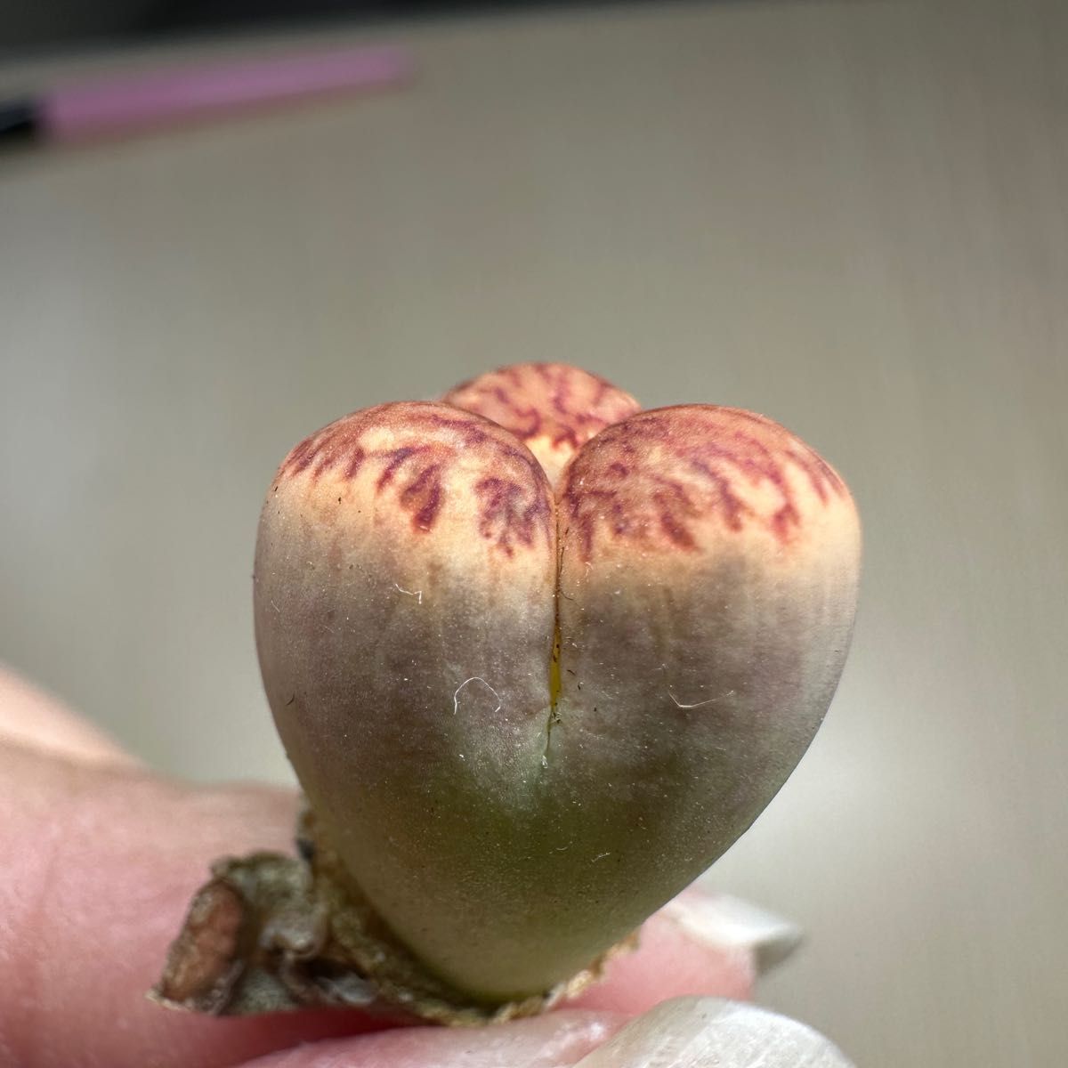 多肉植物リトープス　紅窓菊玉 三面