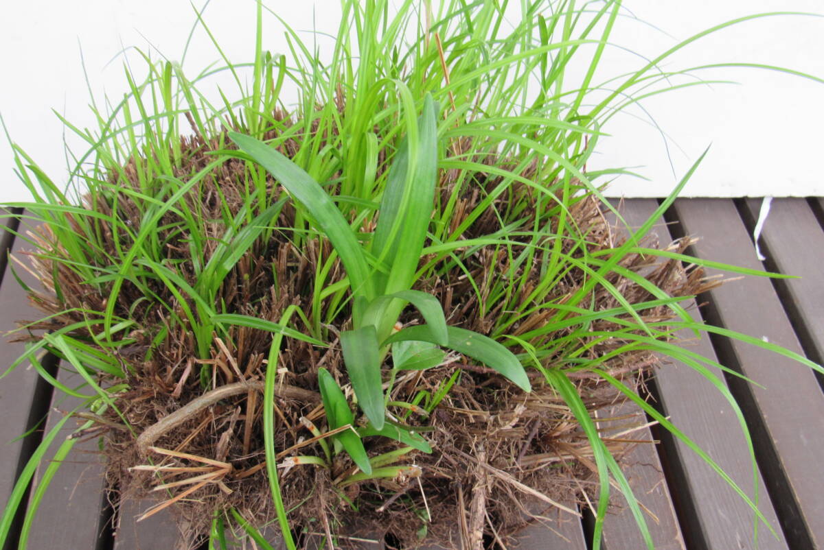 山野草苗、大型のススキ科ぺんぺん草の若い苗、現状で発送、大きくなると3番の写真になる、やや広い店舗前や庭や園芸に適す、80サイズ発送_ラン科の苗もくっついています