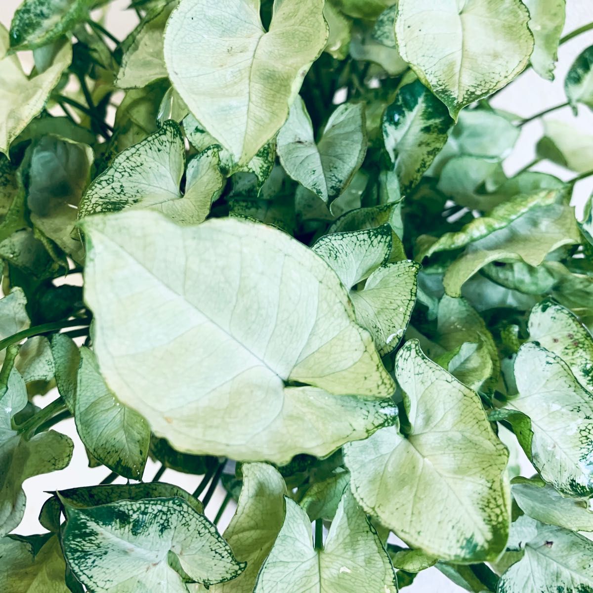シンゴニウム　マッキー　子葉が沢山で可愛い　まん丸仕立て　希少苗　鉢植え　観葉植物