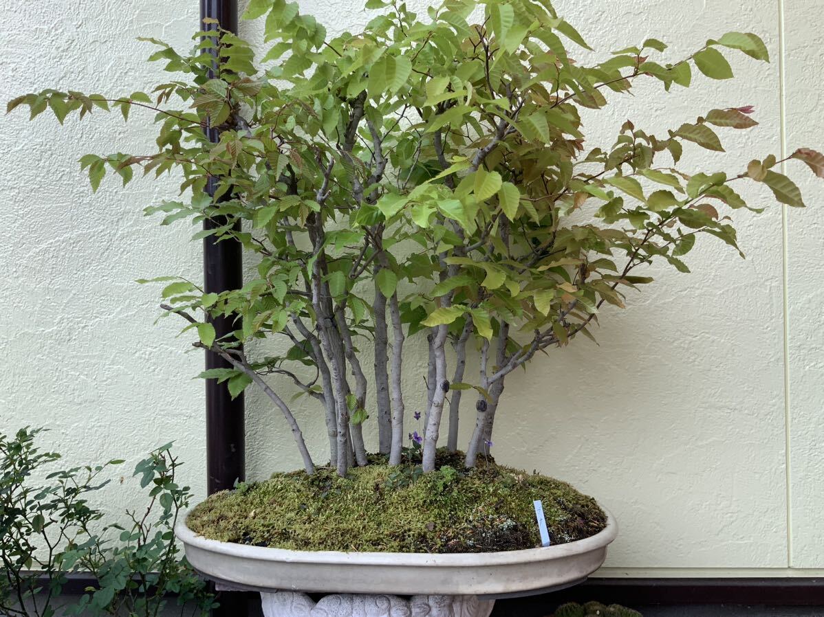  Fuji beech extra-large bonsai 