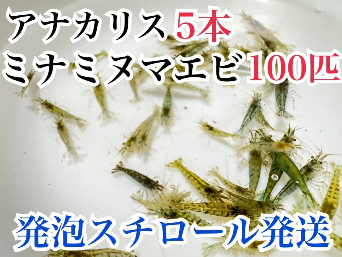 発泡スチロール発送 アナカリス5本＋ミナミヌマエビ100匹 即決価格_画像1