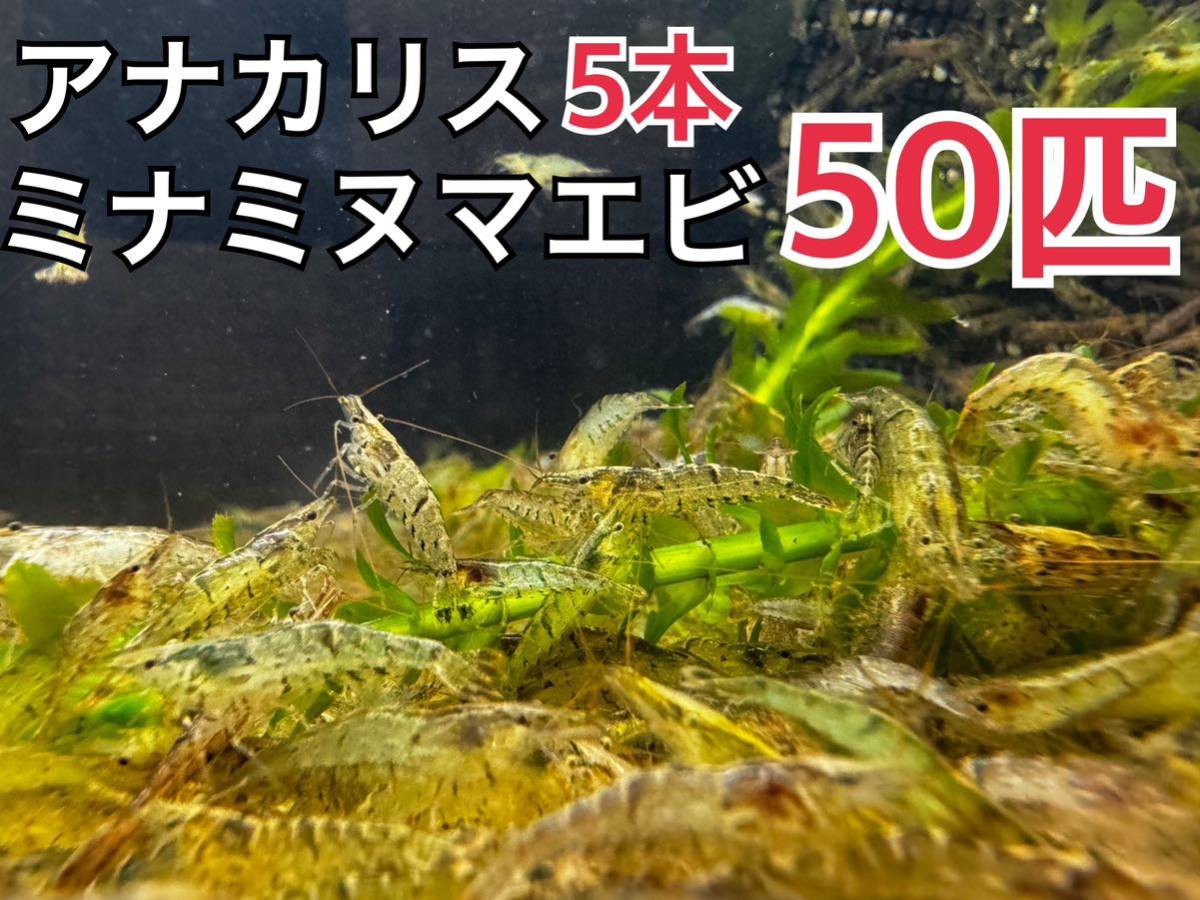 送料無料本州限定アナカリス 5本とミナミヌマエビ50匹淡水エビ 川エビ 水草 メダカ 餌 コケ掃除 送料込_画像1