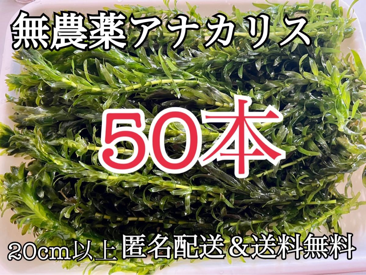 送料無料 50本20cm以上 無農薬アナカリス(オオカナダモ)アクアリウム餌水草 メダカ 金魚草 金魚藻 ザリガニ エビの餌の画像1