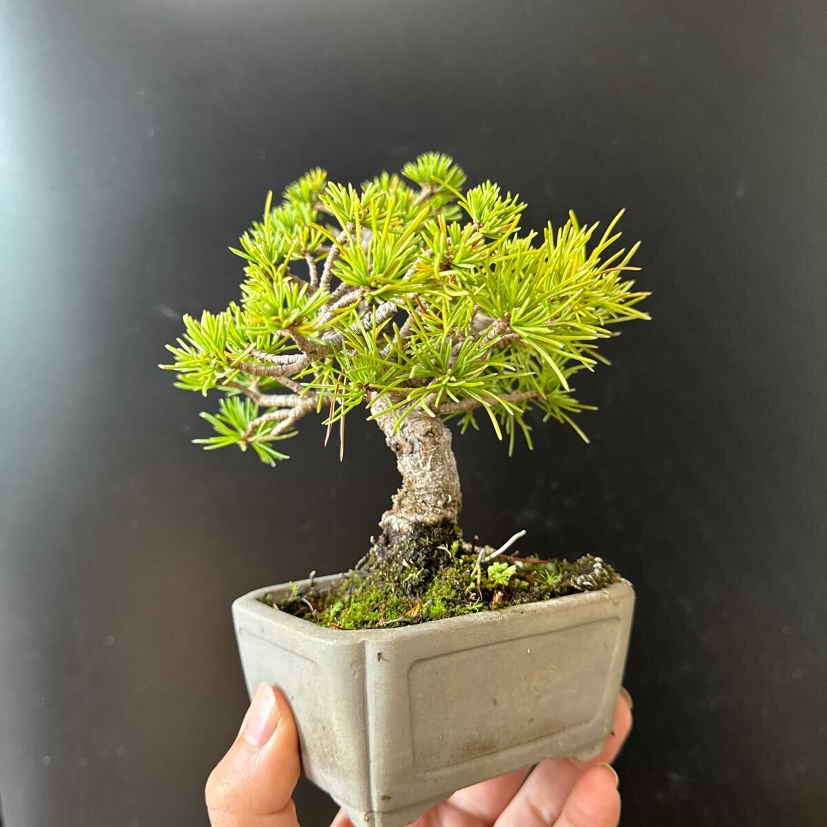  bonsai [... leaf pine ]⑤