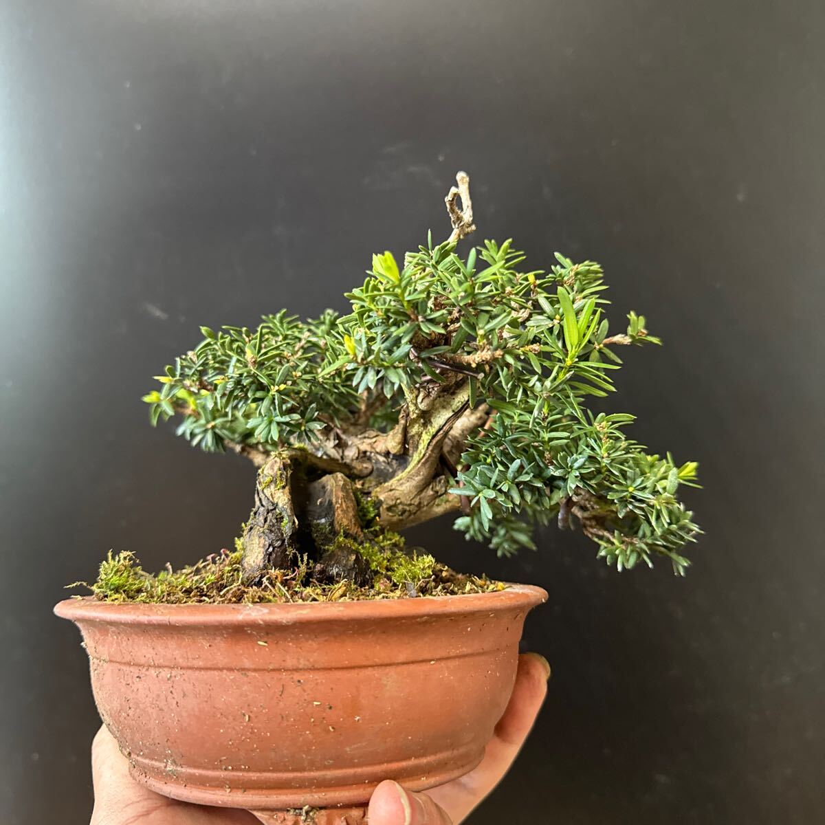  mini bonsai [ one rank ]