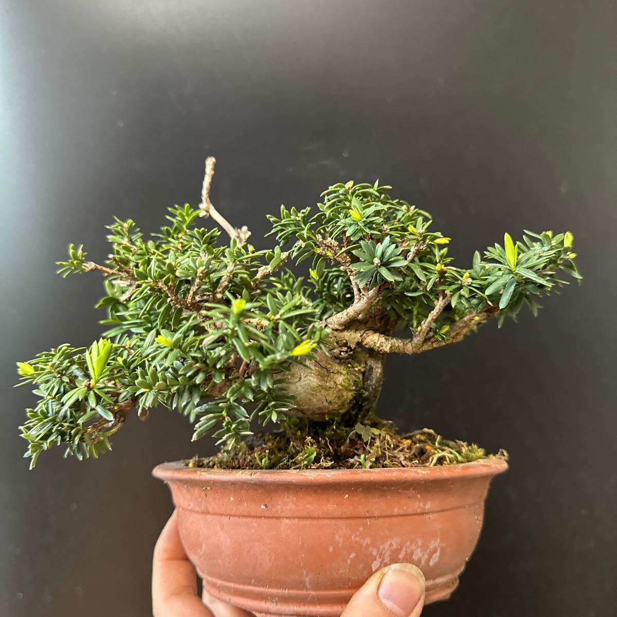  mini bonsai [ one rank ]