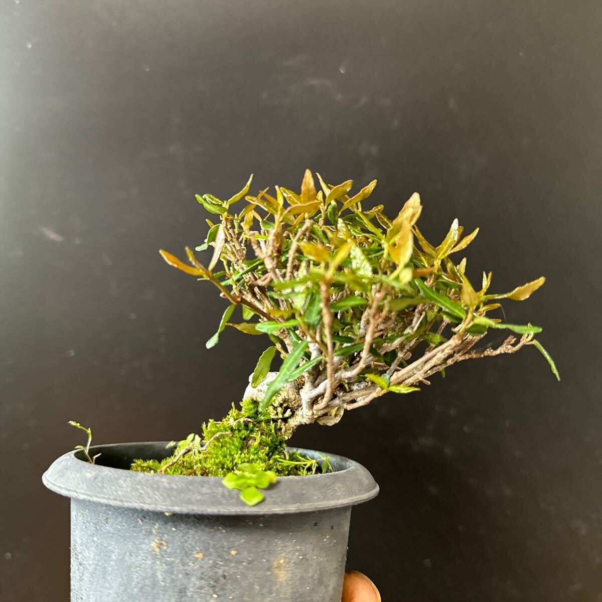 mini bonsai [ Chile men kazla]③