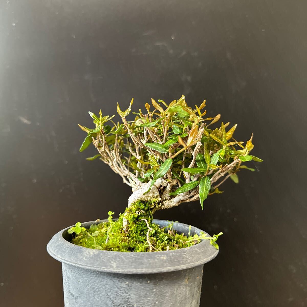  mini bonsai [ Chile men kazla]③