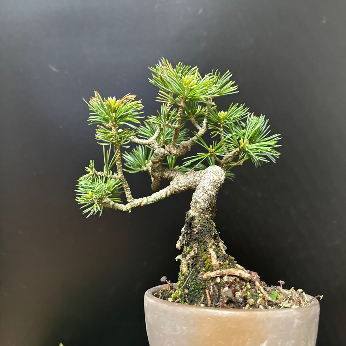  bonsai [ stone .. leaf pine ]②