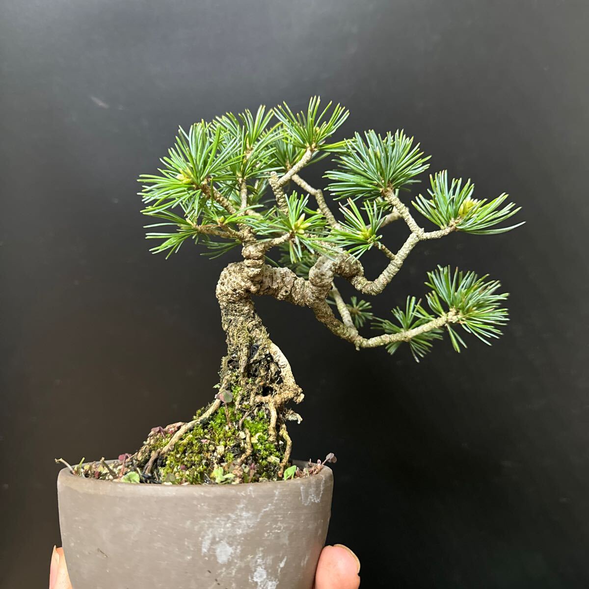  bonsai [ stone .. leaf pine ]②