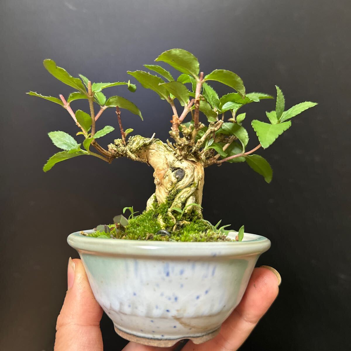  mini bonsai [utsugi]