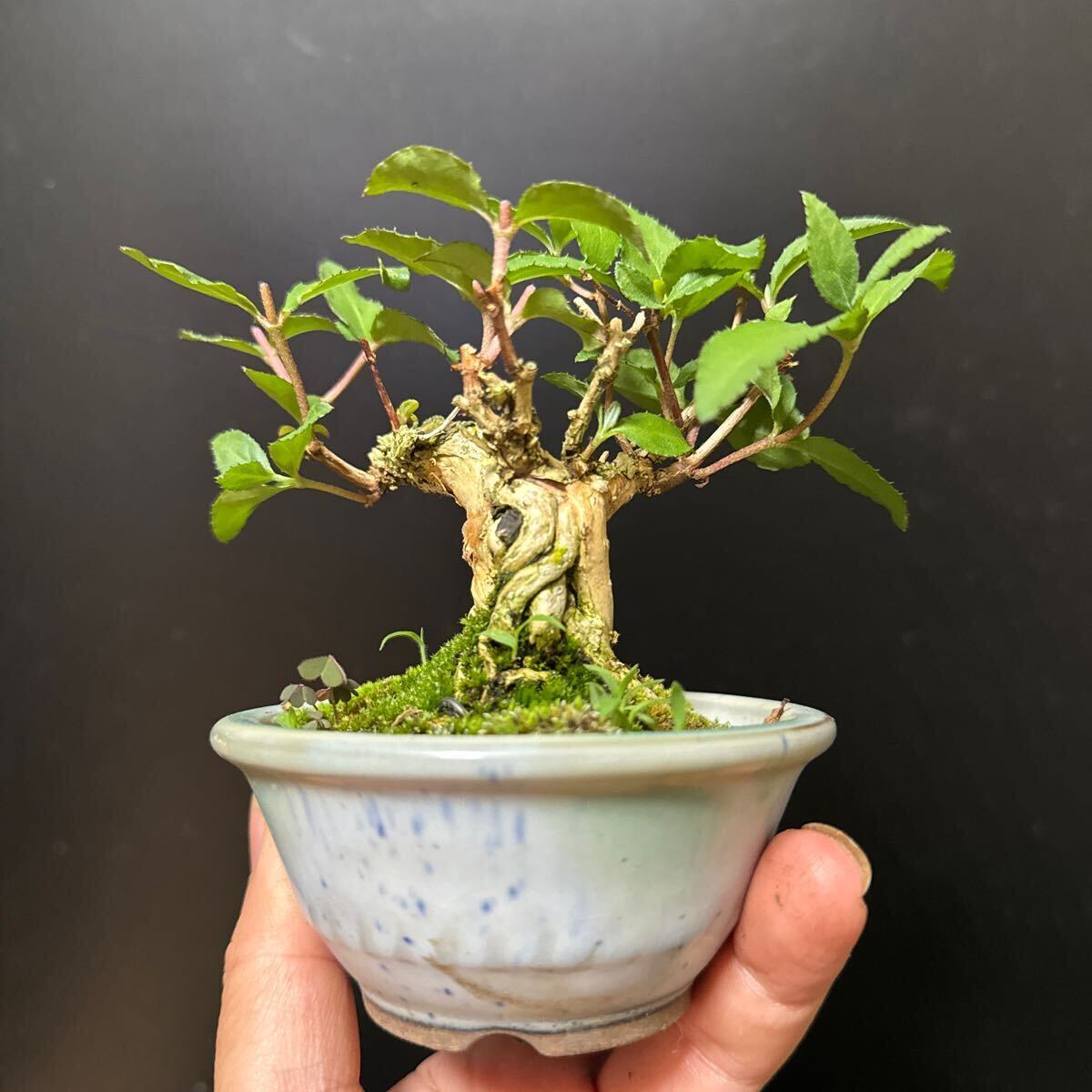  mini bonsai [utsugi]