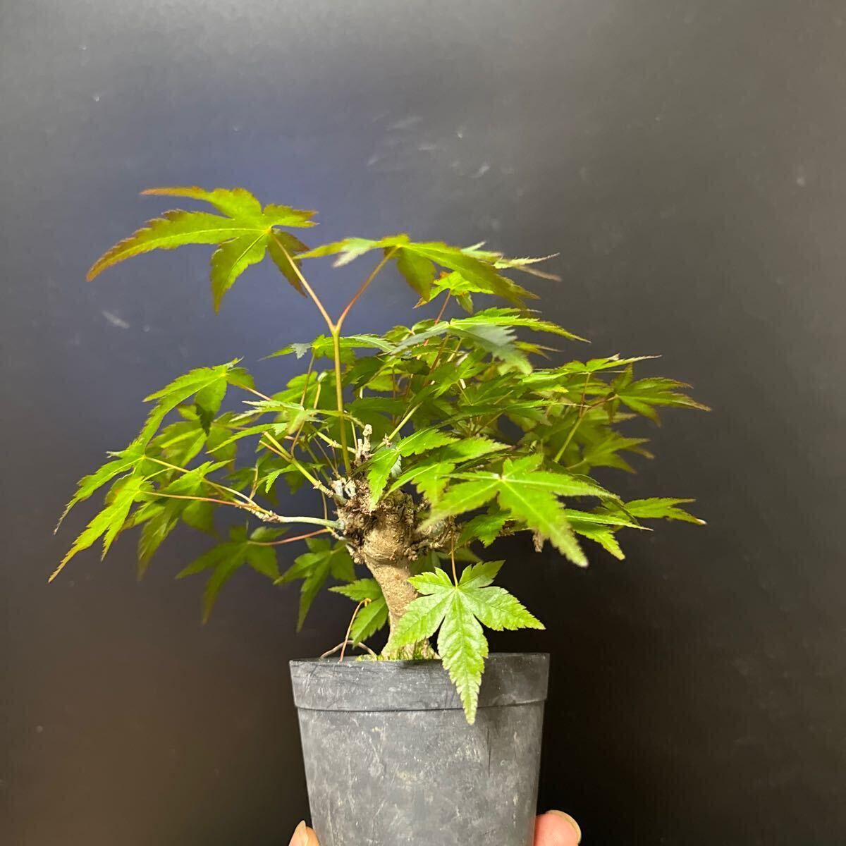  bonsai [. leaf ⑤]