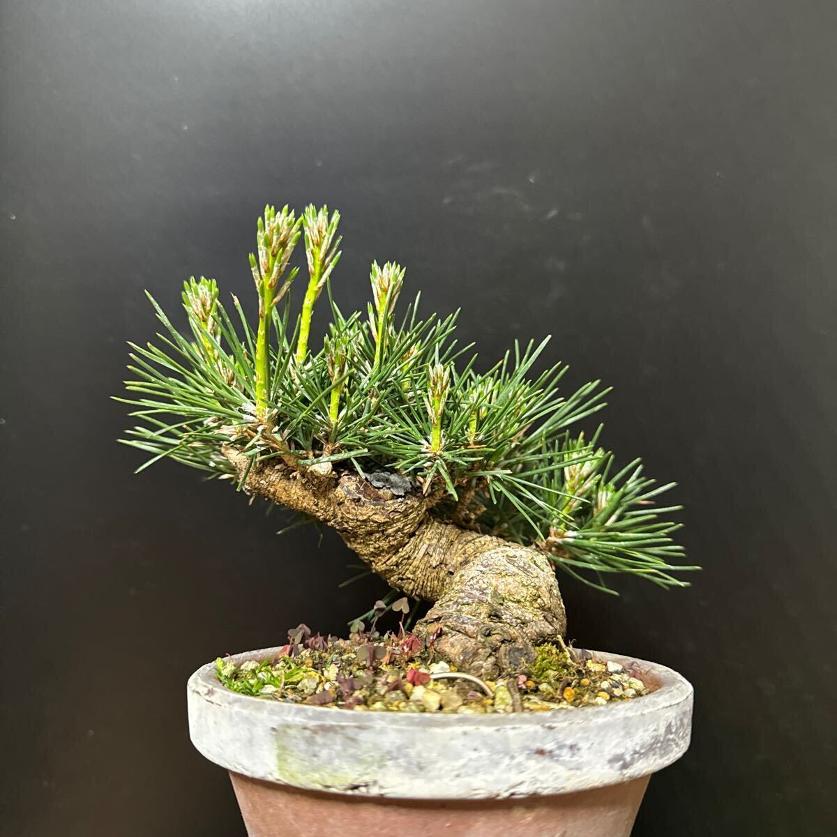  mini bonsai [ Japanese black pin ]⑨