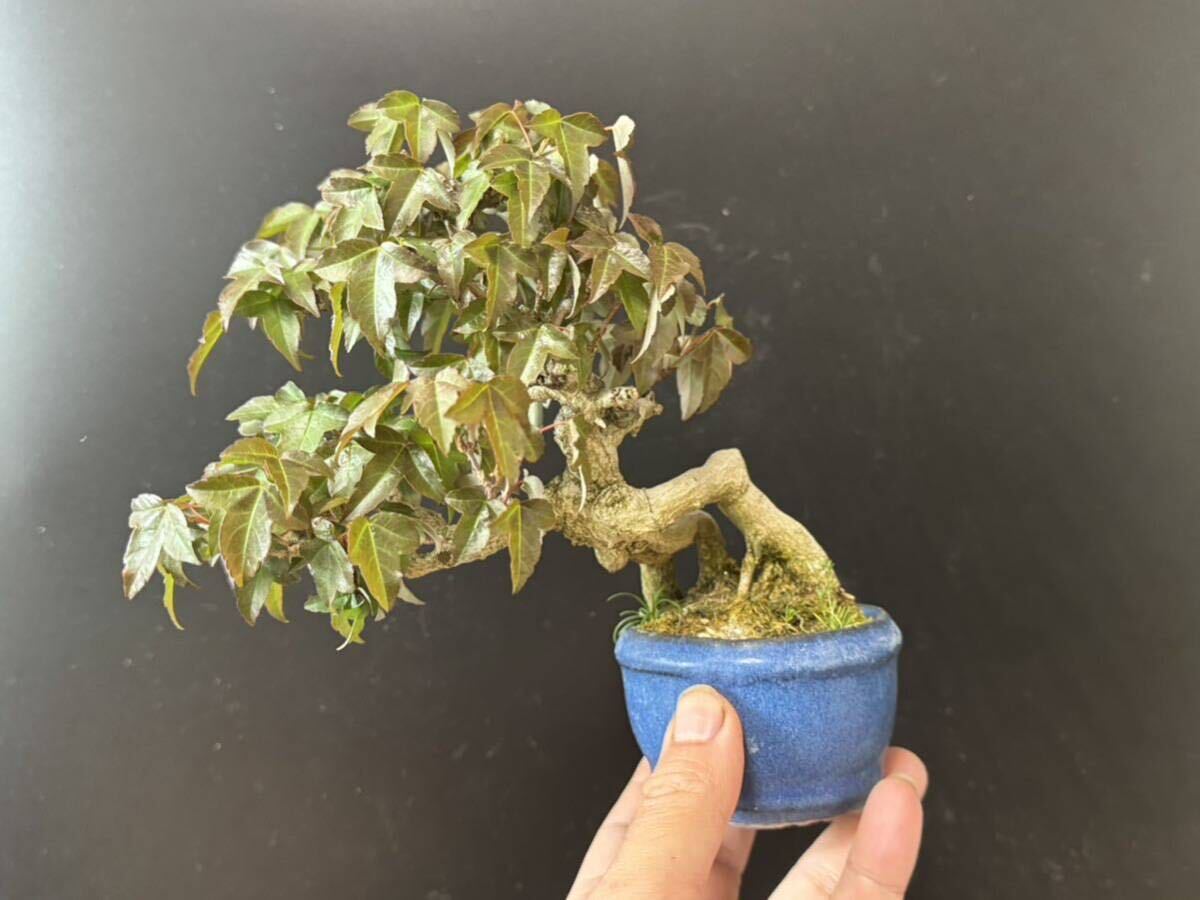  bonsai [ maple ]③
