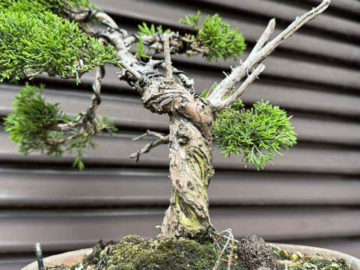  bonsai [ thread fish river genuine Kashiwa ]①