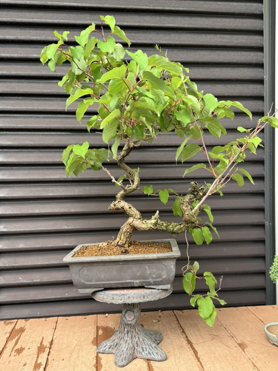 盆栽【サルナシ】キウイの原種_画像4