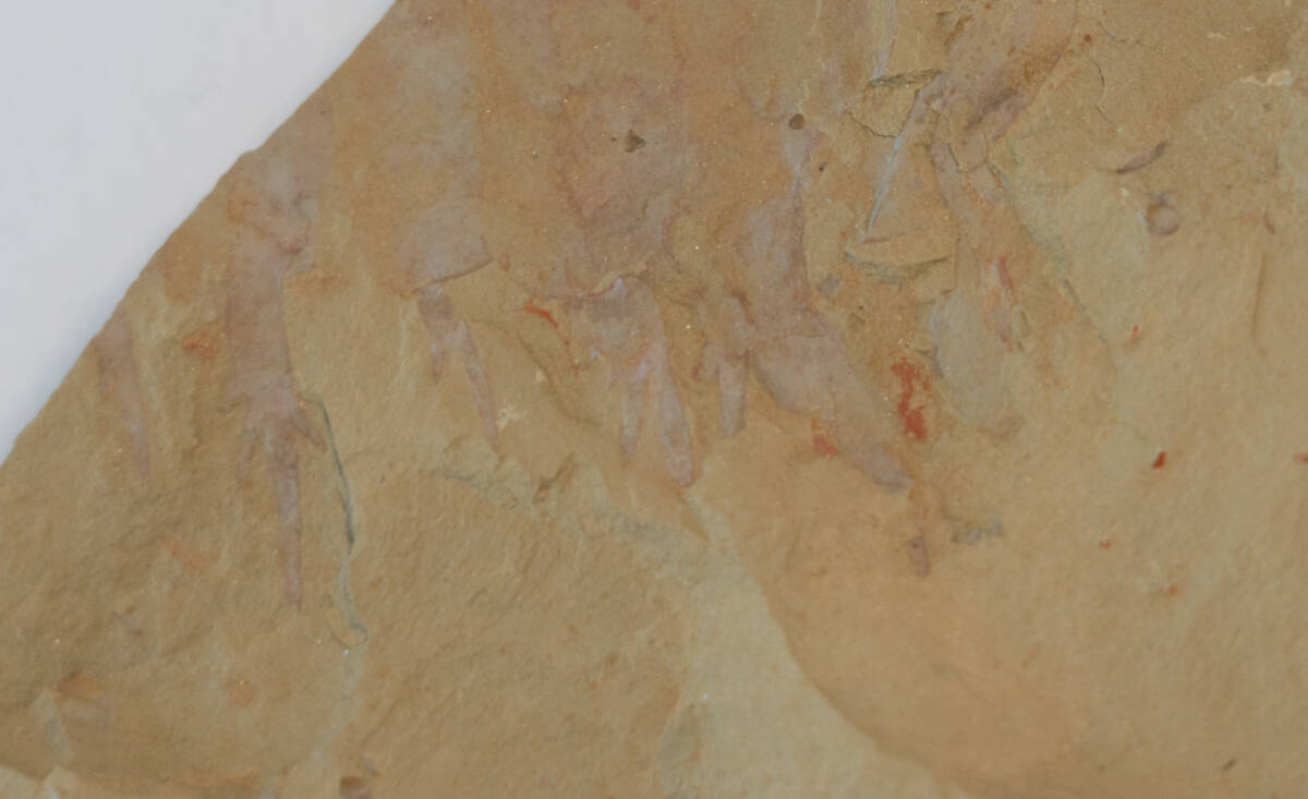 【化石】アノマロカリスの前部付属肢の部分化石【澄江動物群】No.2の画像4