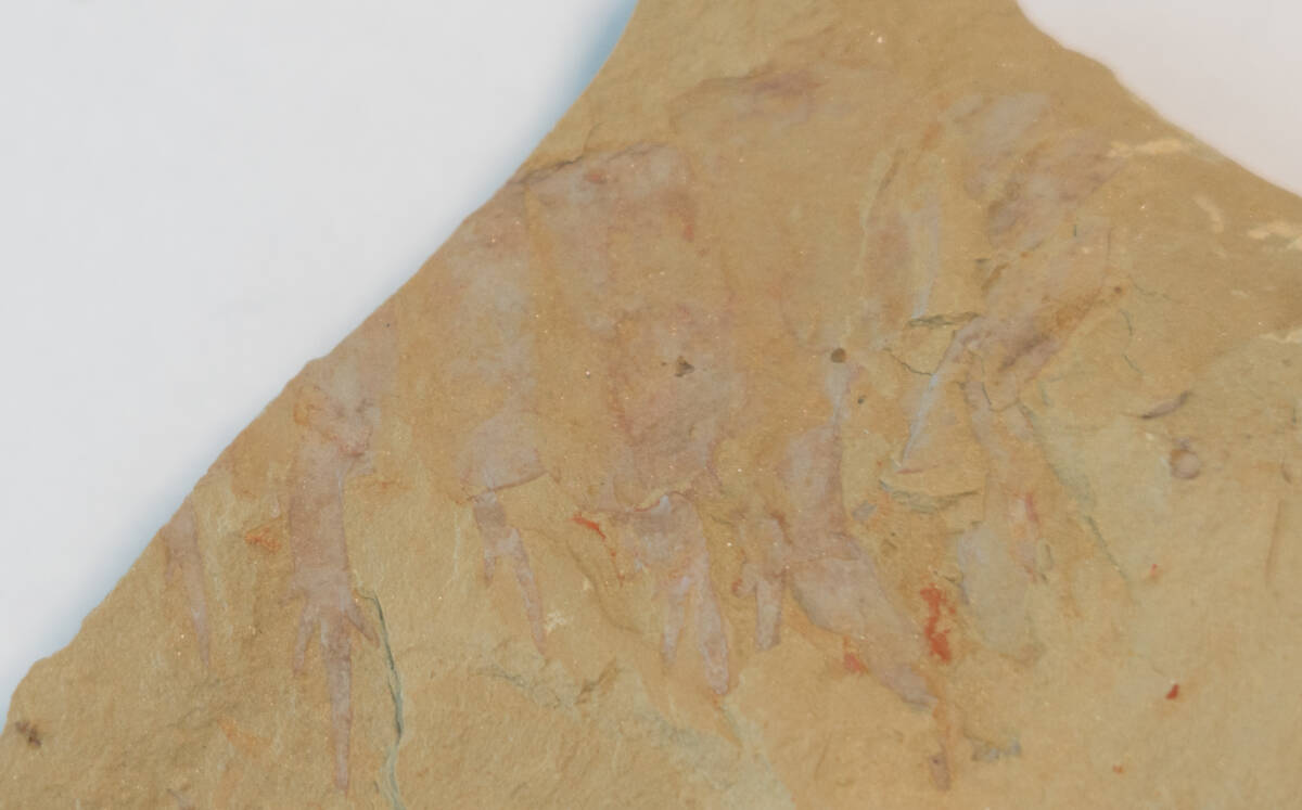 【化石】アノマロカリスの前部付属肢の部分化石【澄江動物群】No.2の画像2
