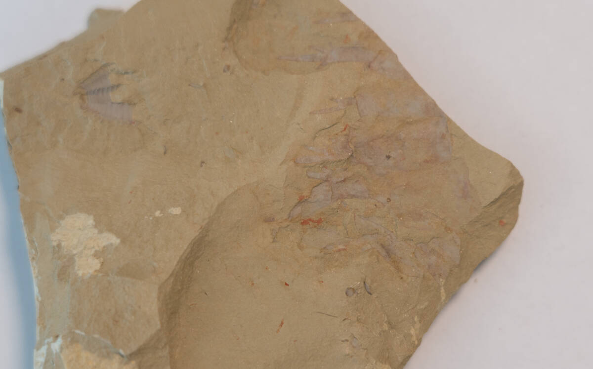 【化石】アノマロカリスの前部付属肢の部分化石【澄江動物群】No.2の画像7