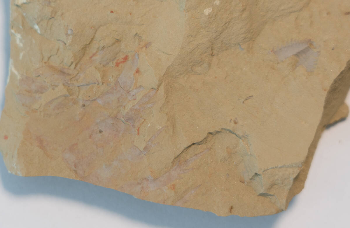【化石】アノマロカリスの前部付属肢の部分化石【澄江動物群】No.2の画像5