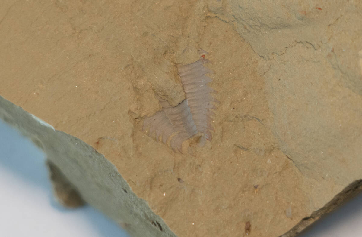 【化石】アノマロカリスの前部付属肢の部分化石【澄江動物群】No.2の画像9