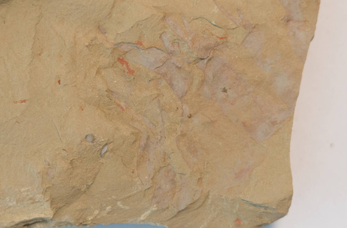 【化石】アノマロカリスの前部付属肢の部分化石【澄江動物群】No.2の画像6