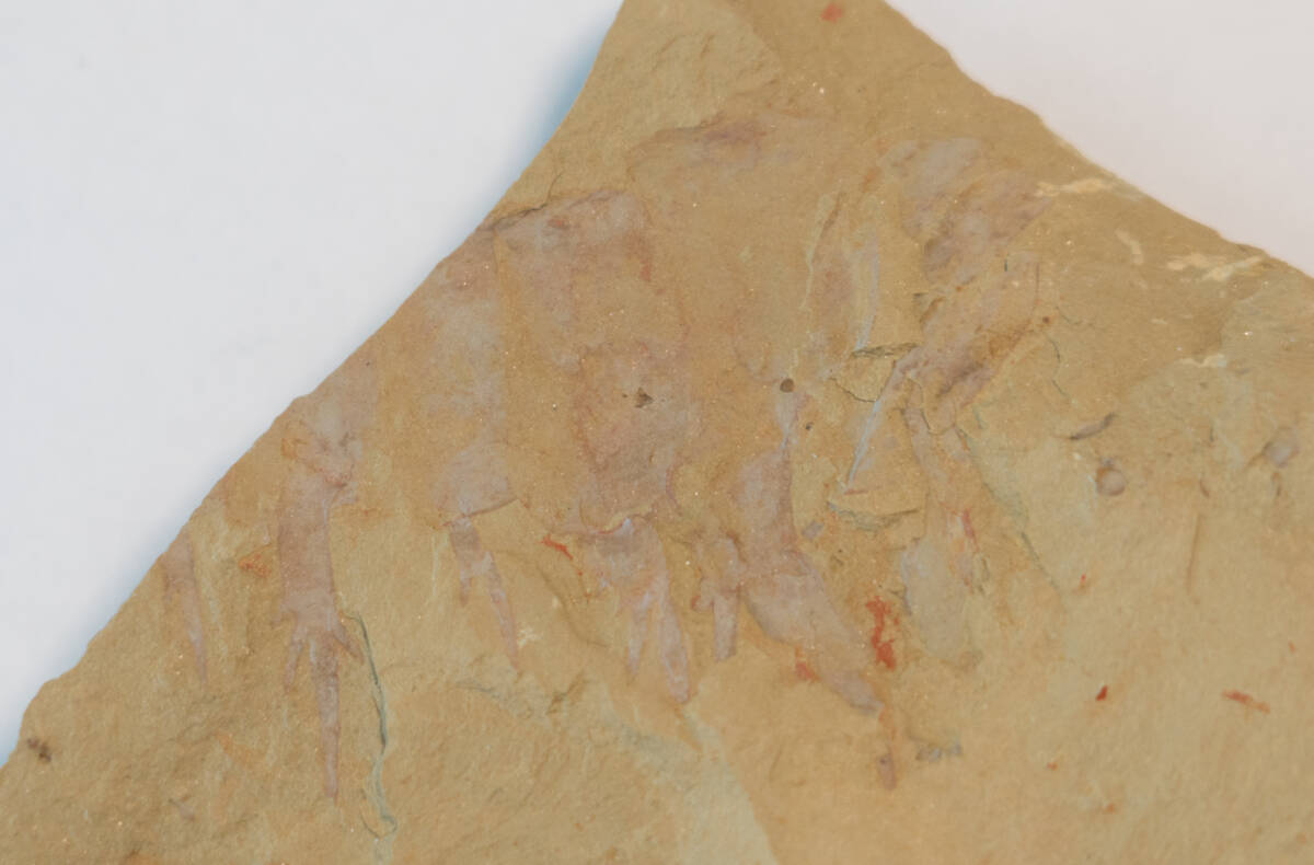 【化石】アノマロカリスの前部付属肢の部分化石【澄江動物群】No.2の画像1