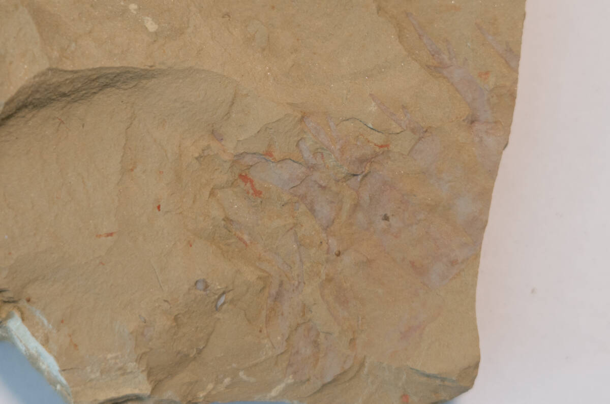 【化石】アノマロカリスの前部付属肢の部分化石【澄江動物群】No.2の画像8