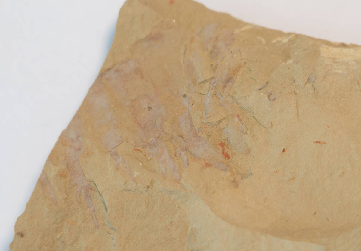 【化石】アノマロカリスの前部付属肢の部分化石【澄江動物群】No.2の画像3