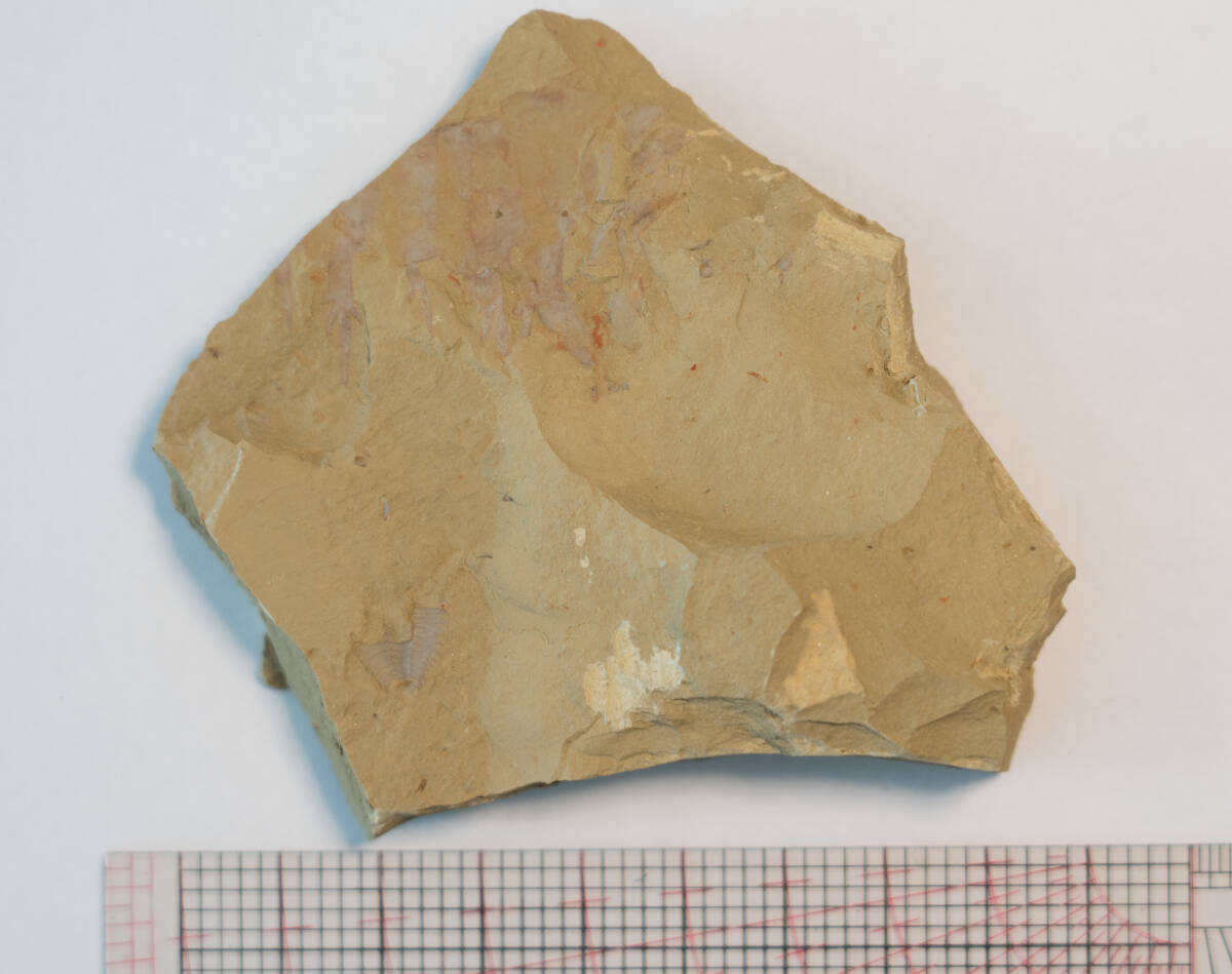 【化石】アノマロカリスの前部付属肢の部分化石【澄江動物群】No.2の画像10