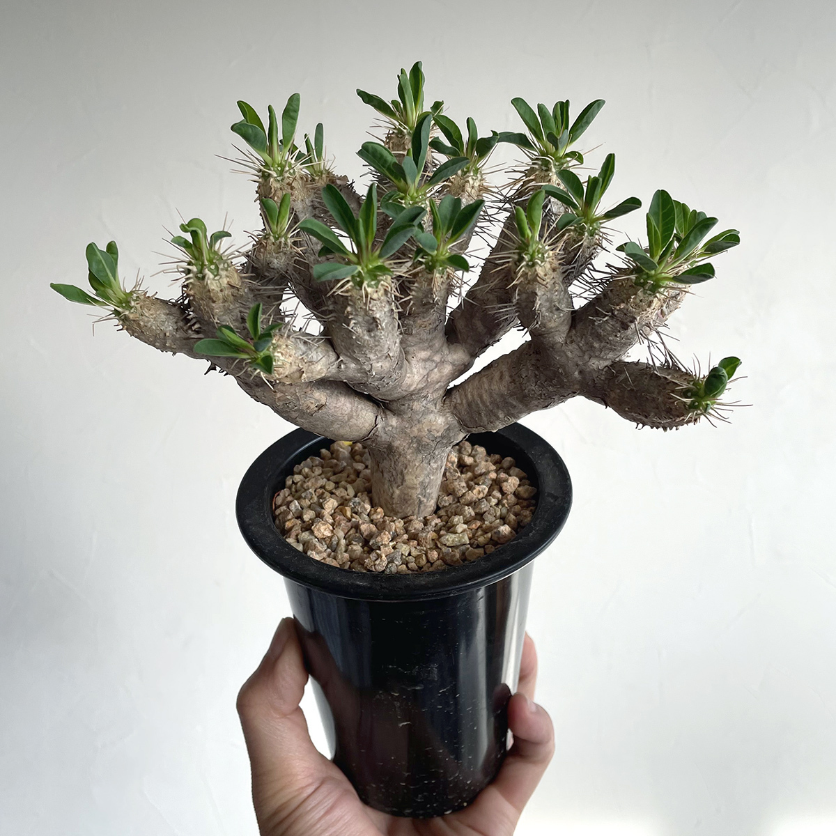 Euphorbia guillauminiana ユーフォルビア ギラウミニアナ / 良型・2023輸入 // コーデックス, 塊根植物, Caudexの画像5