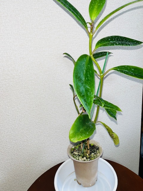 Aeschynanthus sp.（エスキナンサス・品種名不詳・タイ最北部産）_画像4