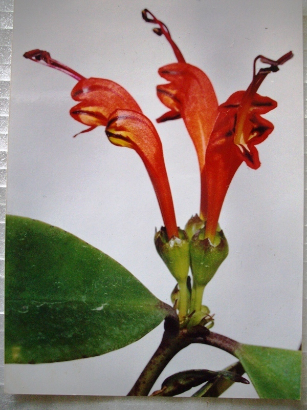Aeschynanthus sp.（エスキナンサス・品種名不詳・タイ最北部産）_参考写真です。