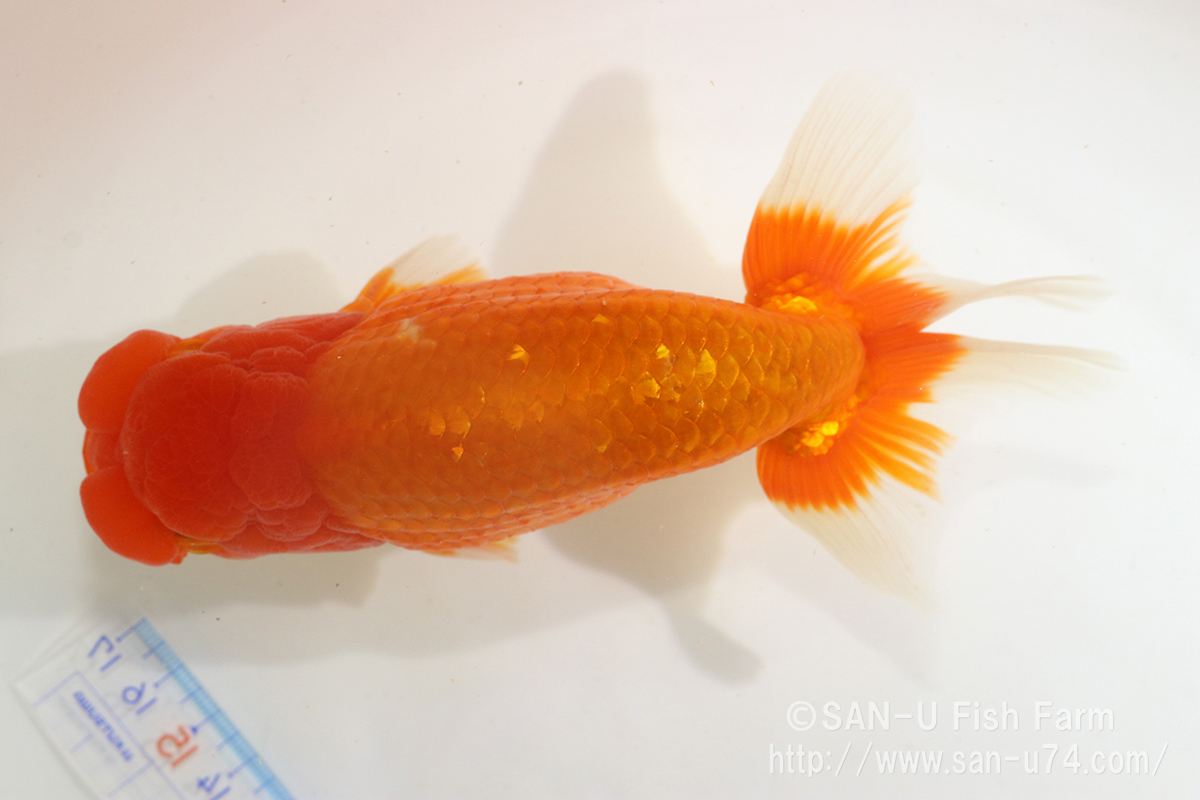  golgfish three -years old that 2* total length 13cm rom and rear (before and after) * Osaka production *.. bill issue possibility [ delivery region restriction equipped ]100
