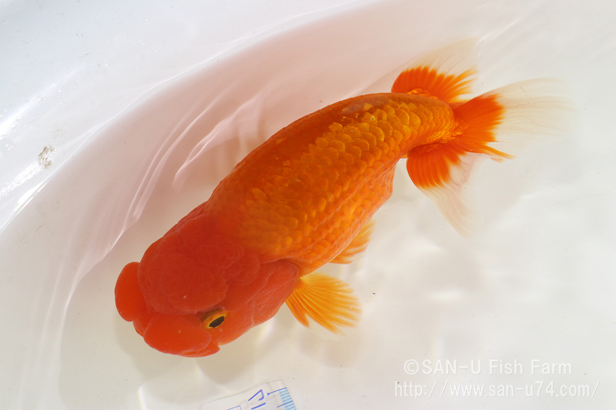  golgfish three -years old that 2* total length 13cm rom and rear (before and after) * Osaka production *.. bill issue possibility [ delivery region restriction equipped ]100