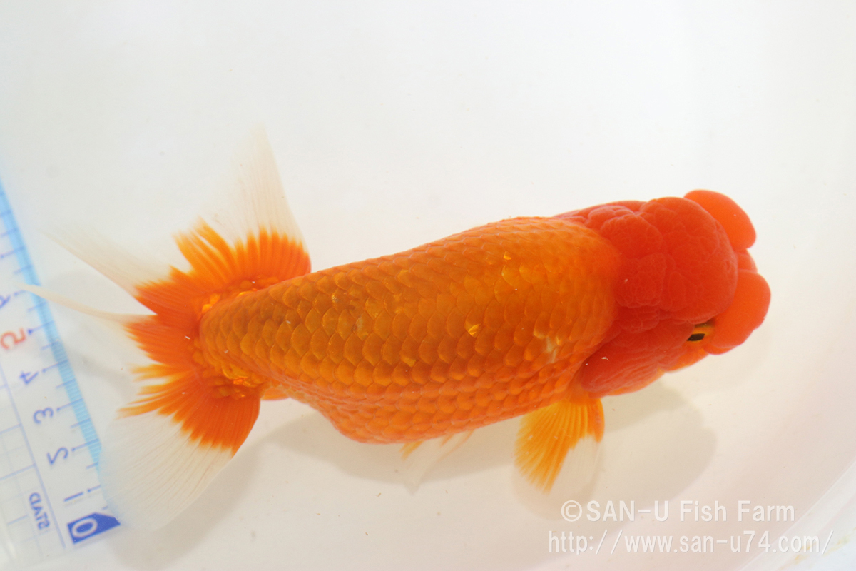  golgfish three -years old that 2* total length 13cm rom and rear (before and after) * Osaka production *.. bill issue possibility [ delivery region restriction equipped ]100