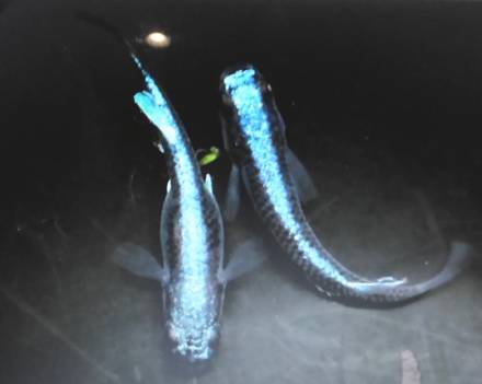  finest quality! fillet . blue . beautiful! real long fins me Dakar egg 5 piece and more!