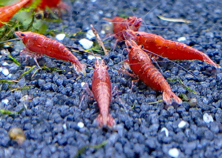 * red fire - shrimp 30 pcs 