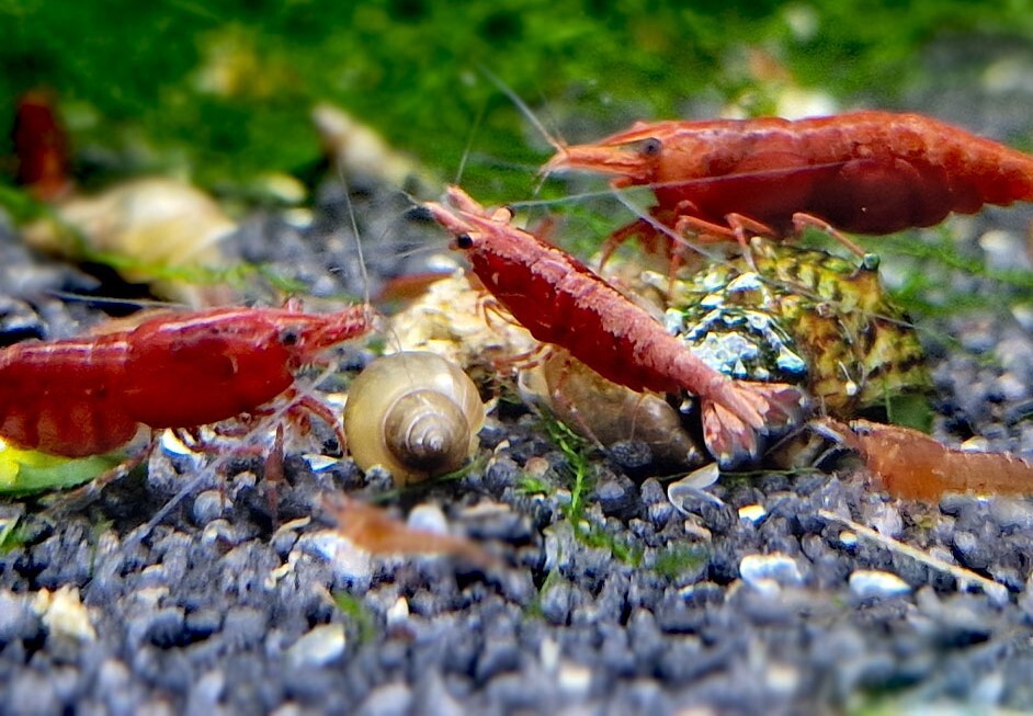 * red fire - shrimp 30 pcs 
