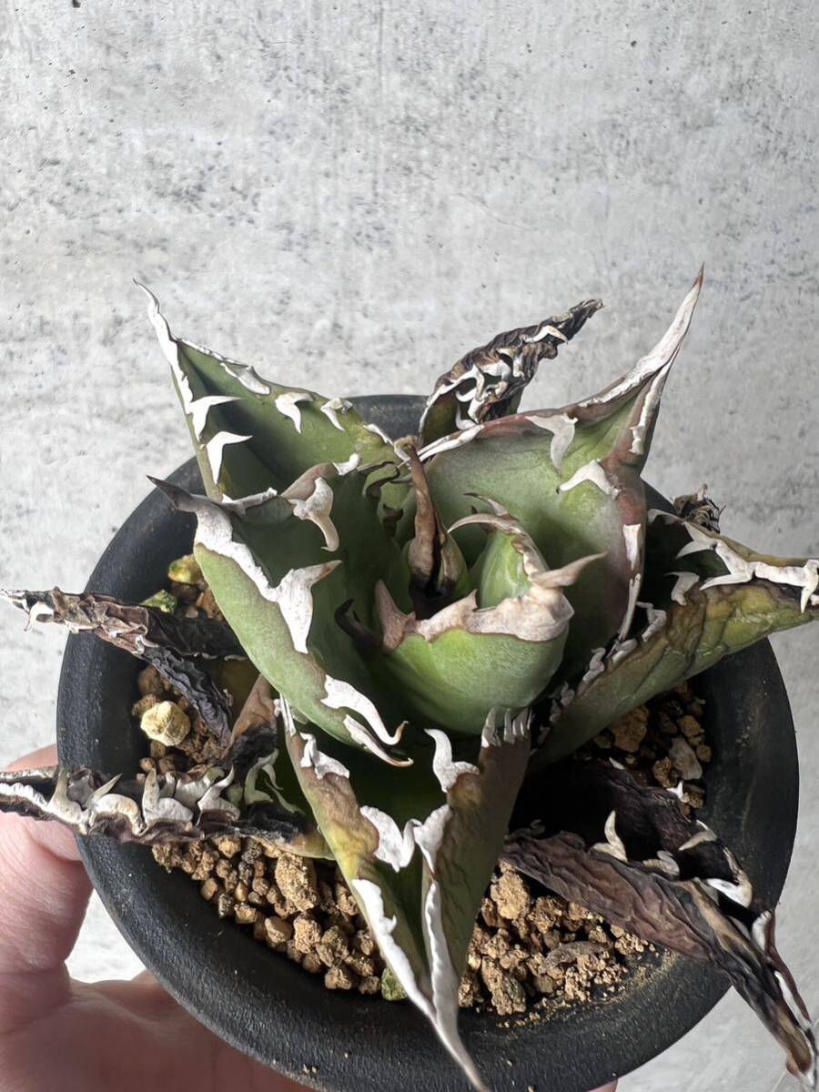 台湾輸入株 シーザー 凱旋 アガベ チタノタ CAESAR agave / ブラックアンドブルー BB Agave titanota ブルーボールの画像4