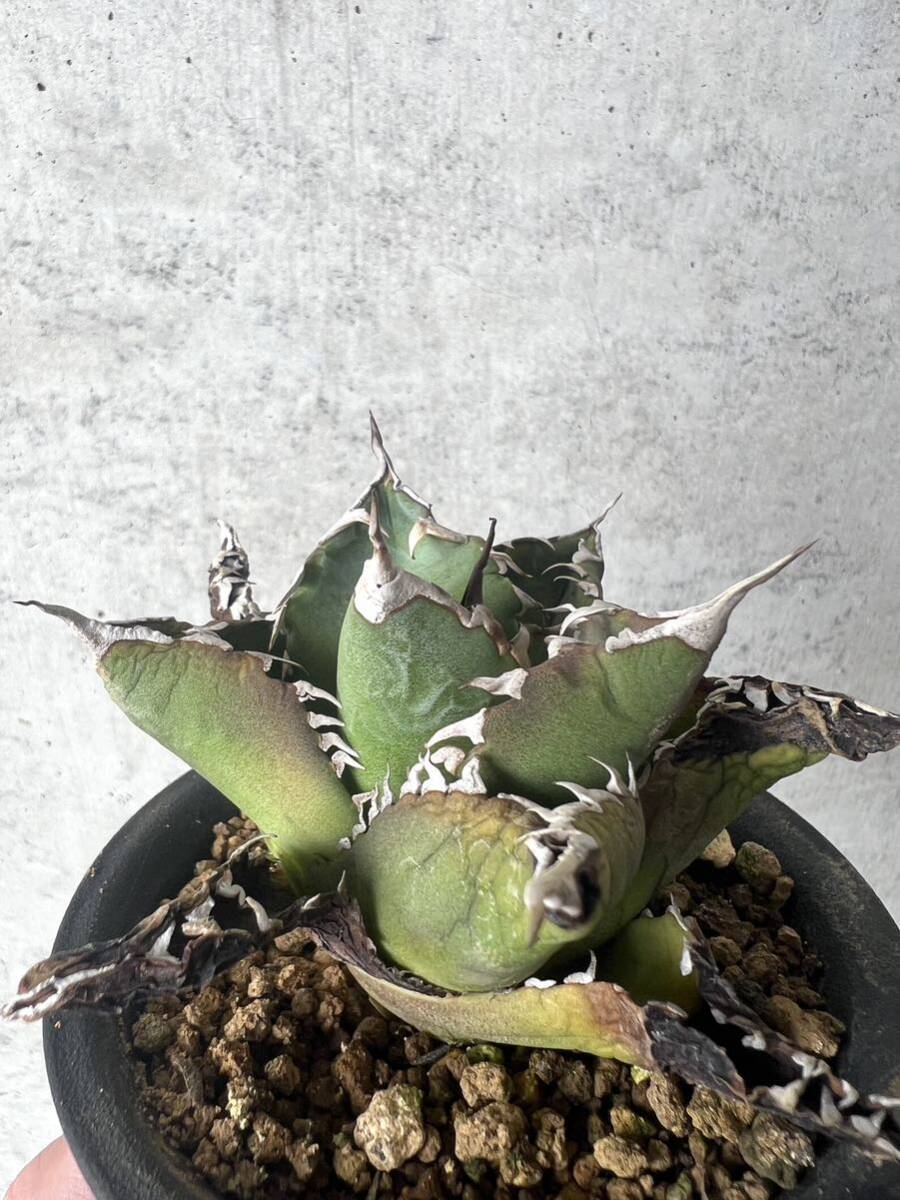 台湾輸入株 シーザー 凱旋 アガベ チタノタ CAESAR agave / ブラックアンドブルー BB Agave titanota ブルーボールの画像6