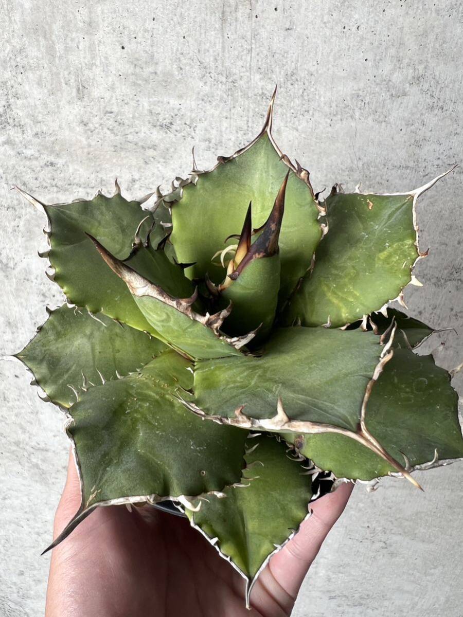 黑帝斯 hades アガベ チタノタ agave の画像4