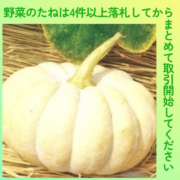 4件以上落札◆カボチャ種◆白皮砂糖南瓜3粒◆固定種かぼちゃの画像1