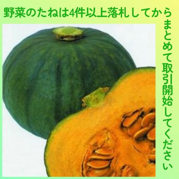 4件以上落札◆カボチャ種◆東京南瓜（芳香青皮栗）3粒◆固定種かぼちゃ_画像1