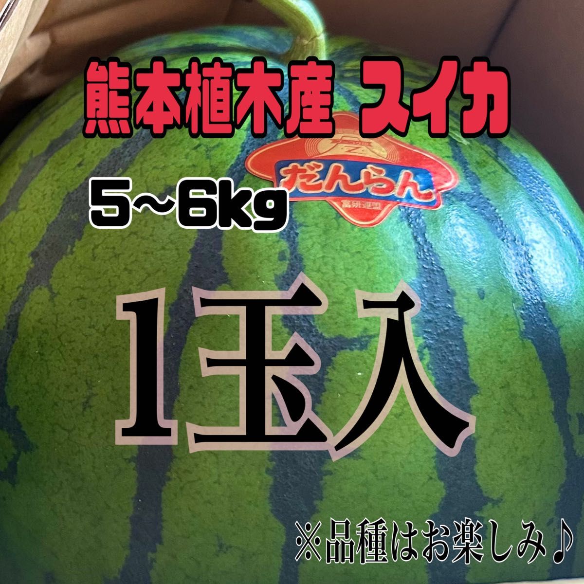 ☆初物☆熊本 植木産  春スイカ  1玉入 (1玉約5～6kg)